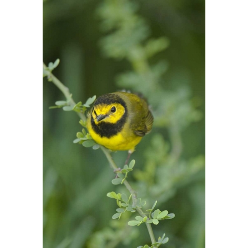 TX, South Padre Island Male hooded warbler
